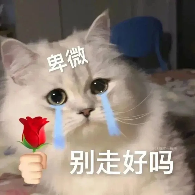 卑微球球才不掉毛3别走好吗（卑微球球才不掉毛3别走好吗）