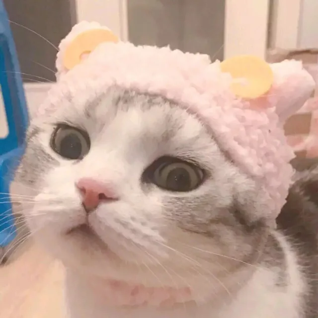 猫咪头像