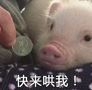 快来哄我！