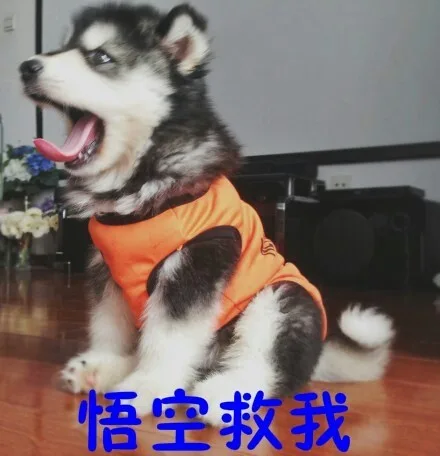 悟空救我