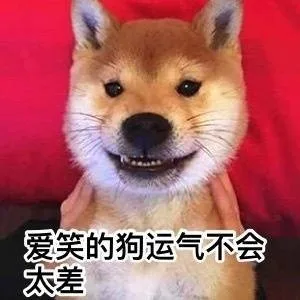 爱笑的狗运气不会太差（爱笑的狗运气不会太差）