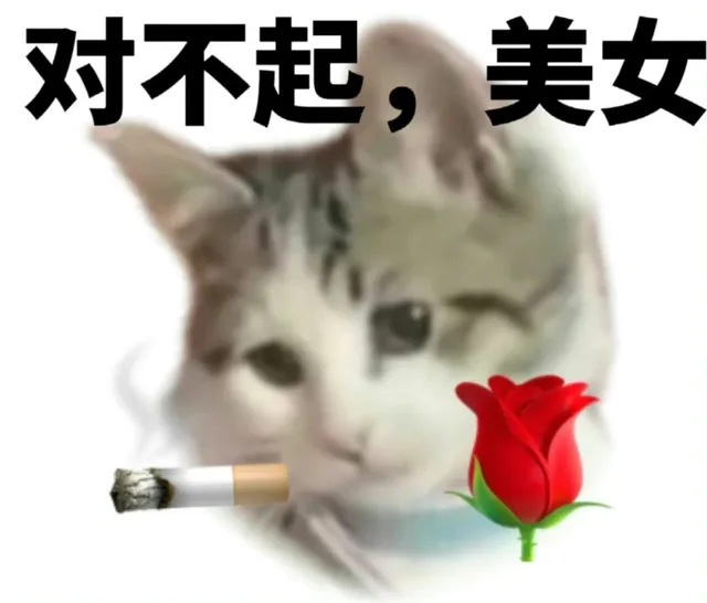 对不起，美女（对不起，美女）