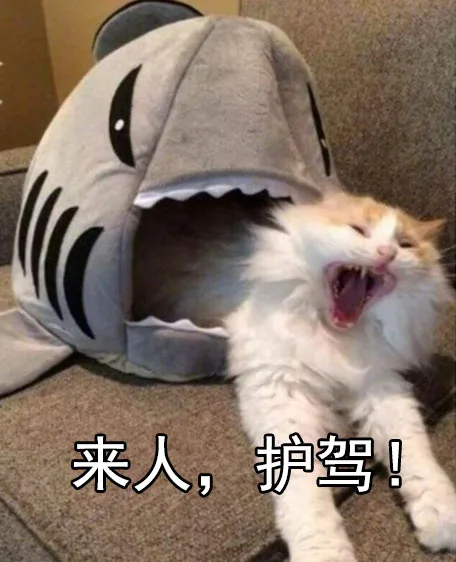 来人！护驾