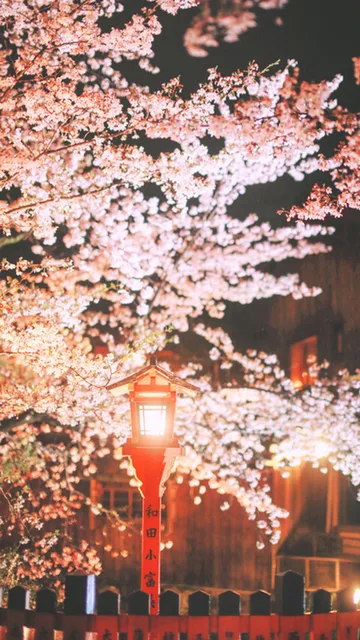 樱花壁纸（樱花壁纸）