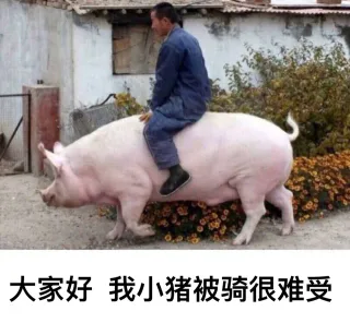 大家好我小猪被骑很难受