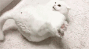 猫咪打滚动图 GIF（猫咪打滚动图 GIF）