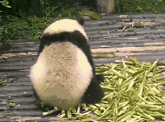 大熊猫捶地 GIF