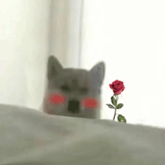 doge狗狗拿花花动图表情包（doge狗狗拿花花动图表情包）