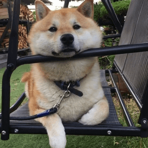 柴犬在摇椅上的悠闲狗生动图（柴犬在摇椅上的悠闲狗生动图）