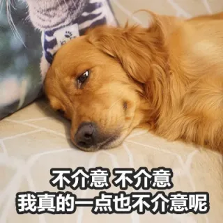 不介意不介意我真的一点也不介意呢