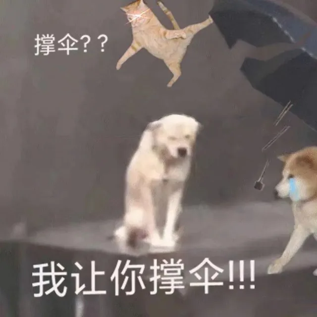撑伞 我让你撑伞 猫猫一脚踢飞