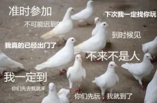 鸽子精：准时参加、下次我一定找你玩...