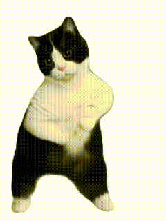 猫咪跳舞 GIF 动图（猫咪跳舞 GIF 动图）
