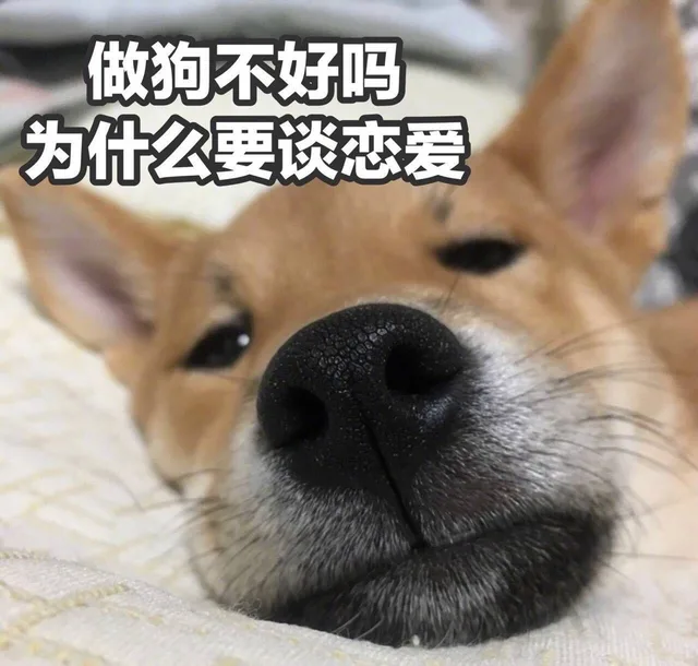 做狗不好嘛，为什么要谈恋爱