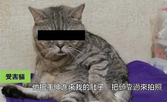 受害貓他把手伸進來我的肚子,把頭靠過來拍照
