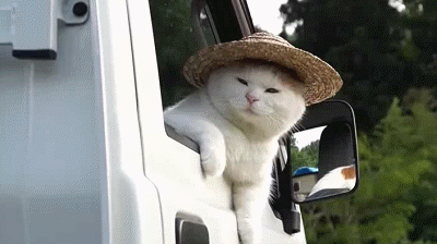 一组有故事的喵星人_喵星人_动图_萌萌哒