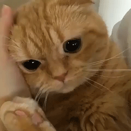 摸摸猫猫GIF 动图（摸摸猫猫GIF 动图）