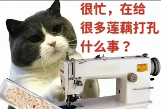 猫猫很忙