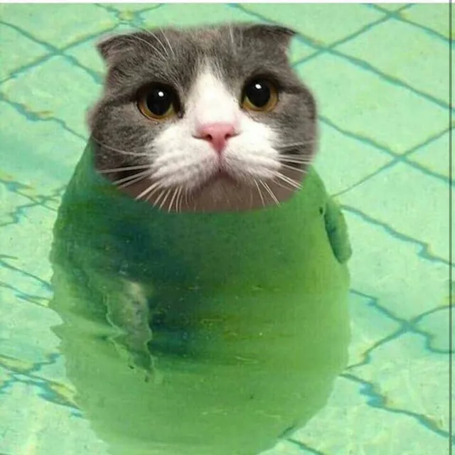 肥猫看着你（肥猫看着你）