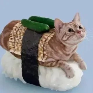 喵星人寿司
