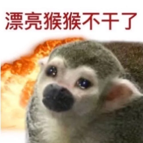 漂亮猴猴不干了