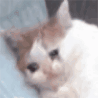 (猫猫流泪表情包)（(猫猫流泪表情包)）