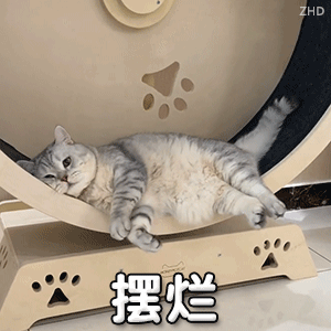 猫猫摆烂（猫猫摆烂）