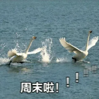 盼了好久终于盼到周末！！_周末_动物表情包