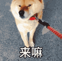 来嘛