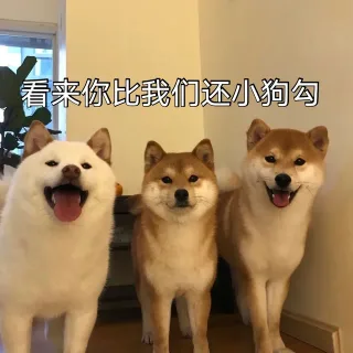 看来你比我们还小狗勾