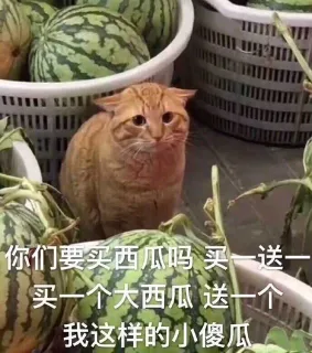 近期斗图表情包精选-2019/6/17表情包