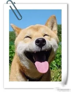 笑晕了