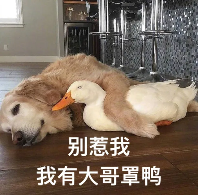 别惹我，我有大哥罩鸭
