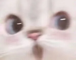 (猫猫表情包)（(猫猫表情包)）