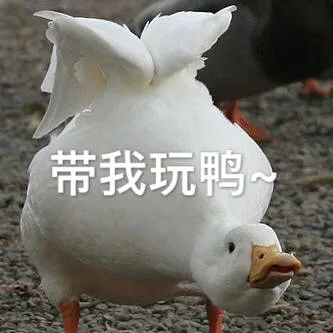 带我玩鸭（带我玩鸭）