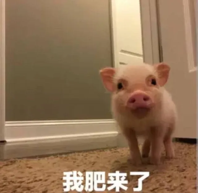 我肥来了 我回来了（我肥来了 我回来了）