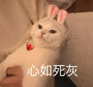 喵星人表情包 一起来吸猫_猫咪表情包