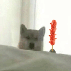 doge狗狗拿烤肠动图表情包（doge狗狗拿烤肠动图表情包）