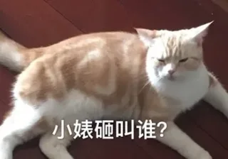 小婊砸叫谁?