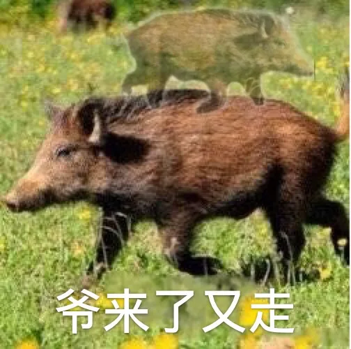 爷来了又走（爷来了又走）