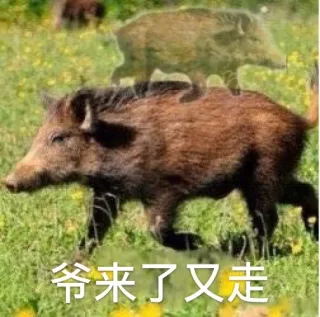 爷来了又走