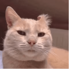 猫猫动图表情包（猫猫动图表情包）