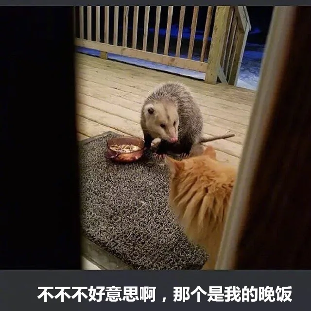 不好意思啊，那个是我的晚饭（不好意思啊，那个是我的晚饭）