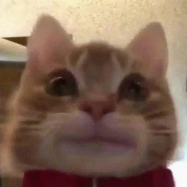 歪嘴猫猫表情包