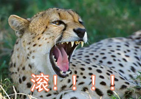 滚！！！（滚！！！）