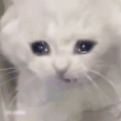 哭泣猫咪模糊表情包（哭泣猫咪模糊表情包）