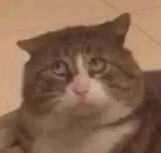 猫猫头表情包