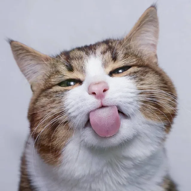 高清猫咪头像