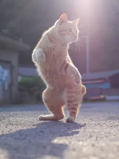 一只会武功的橘猫_猫咪