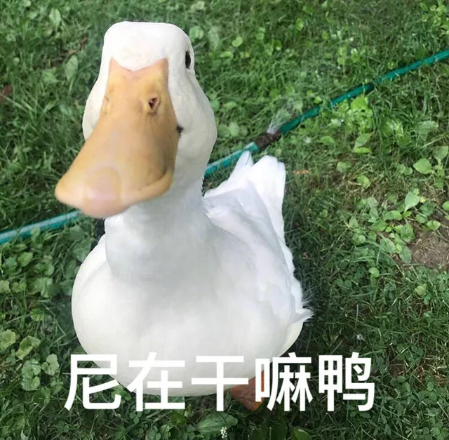 你在干嘛鸭（你在干嘛鸭）
